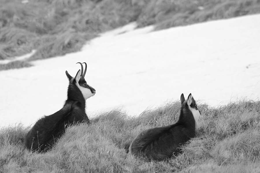 Dwie kozice w Tatrach