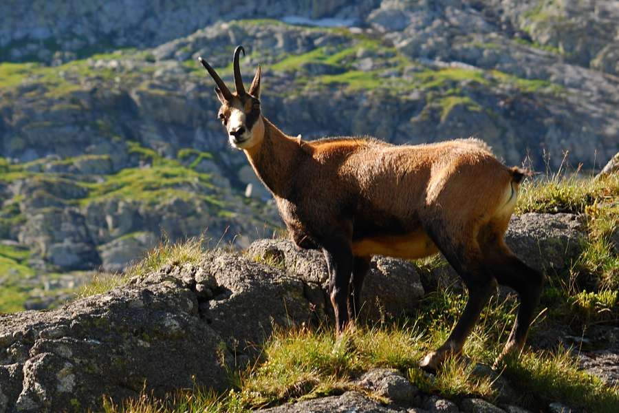 Kozica w Tatrach Polskich
