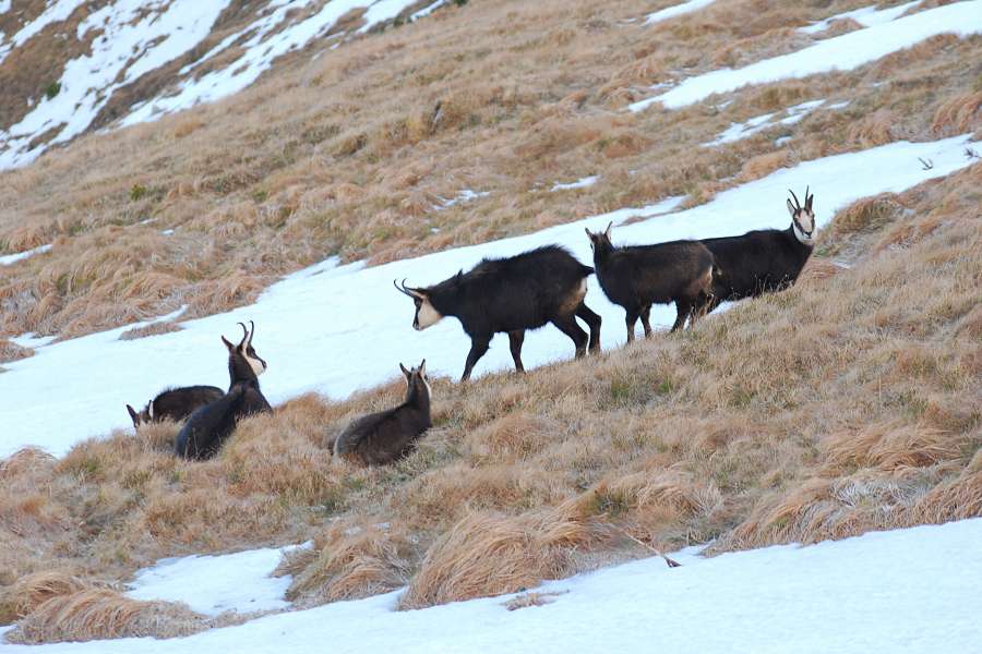 sześć kozic w Tatrach