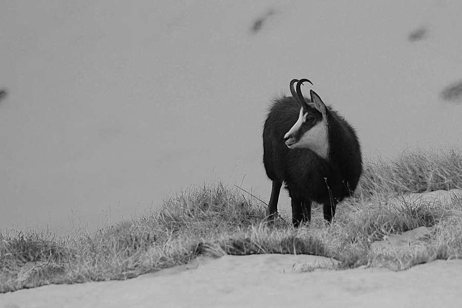 kozica na zboczach góry w Tatrach