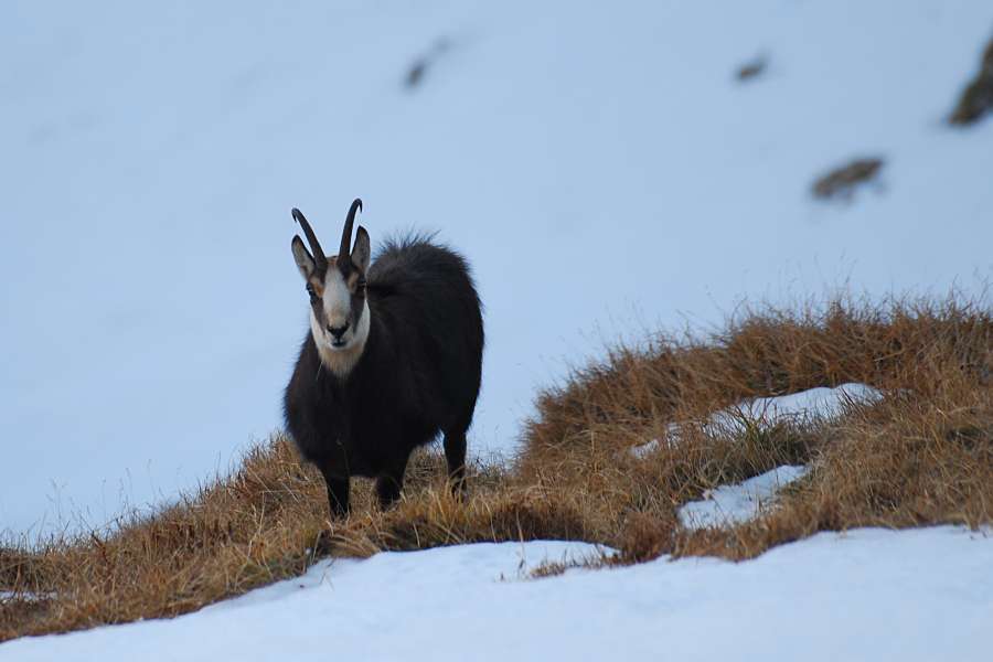 tatry, kozica na zboczu góry